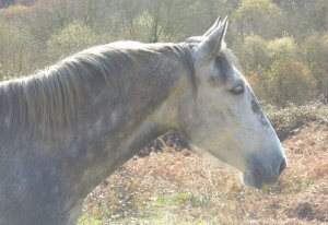 Jara, la más joven de nuestros caballos, tiene un carácter muy bueno, de naturaleza curiosa